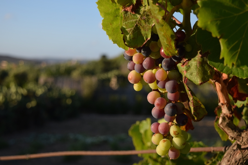 uvas en un viñedo. ruta del vino ribera de duero