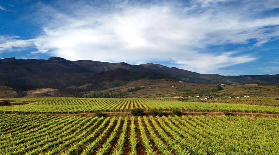 Vincci Hoteles Vincci Hoteles