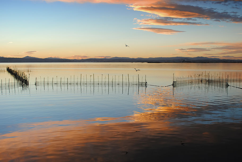 Arrozales Albufera de Valencia