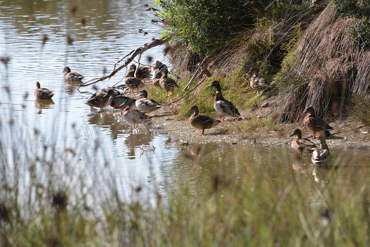 Aves y fauna de la Albufera Valenciana