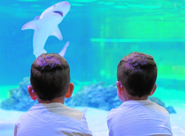 valencia con niños oceanografic