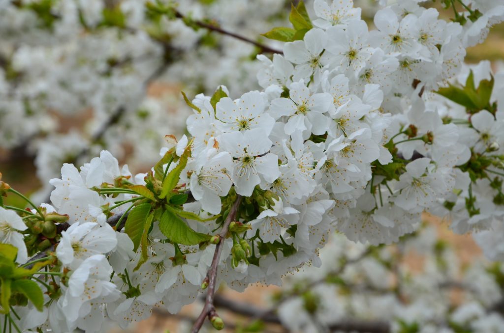 Flor del cerezo en el Valle del Jerte