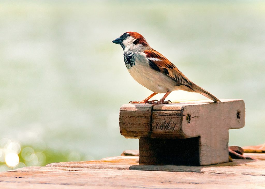 Pájaro en la Albufera de Valencia