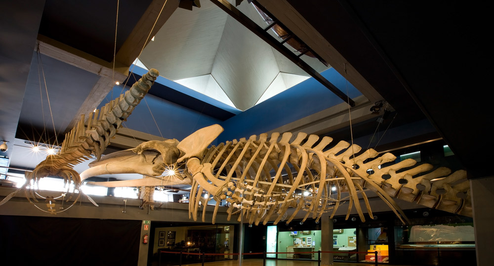 Esqueleto subacuático en el Museo del Mar Cantábrico en Santander