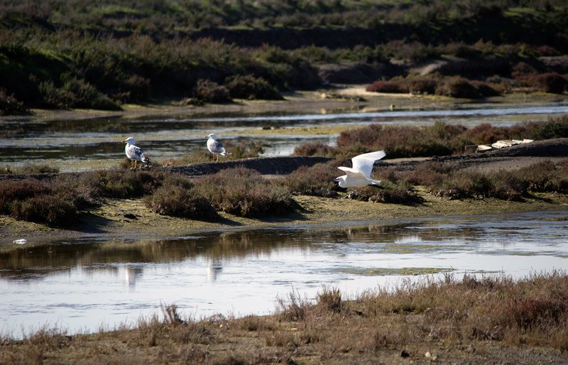 pajaros en la bahia de cádiz