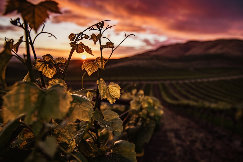 Ruta del vino ribera de duero viñedo al atardecer