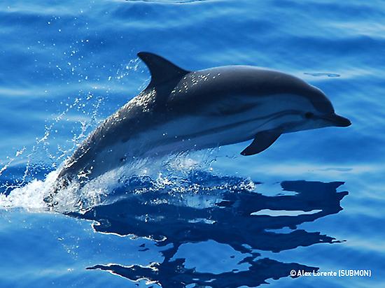 Delfín en la Costa de Barcelona. / Foto: spain.info Delfín en la Costa de Barcelona. / Foto: spain.info